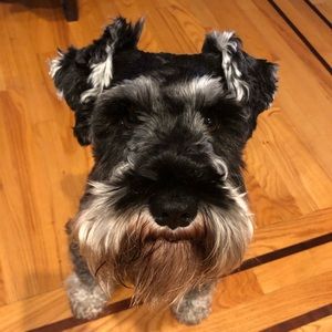 Meet your Posher, Tony